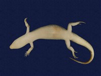 Formosan Chinese skink Collection Image, Figure 7, Total 10 Figures
